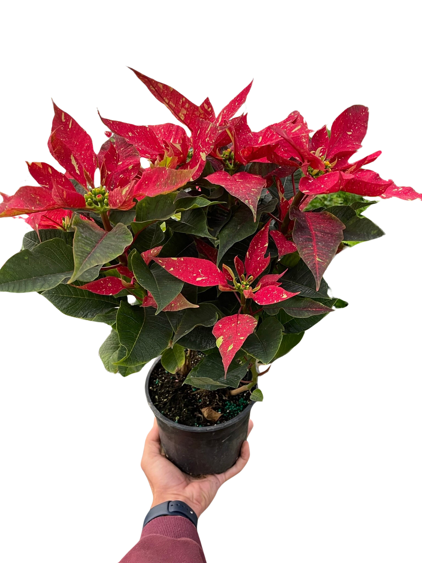 Poinsettia 'Red Glitter' potted plant