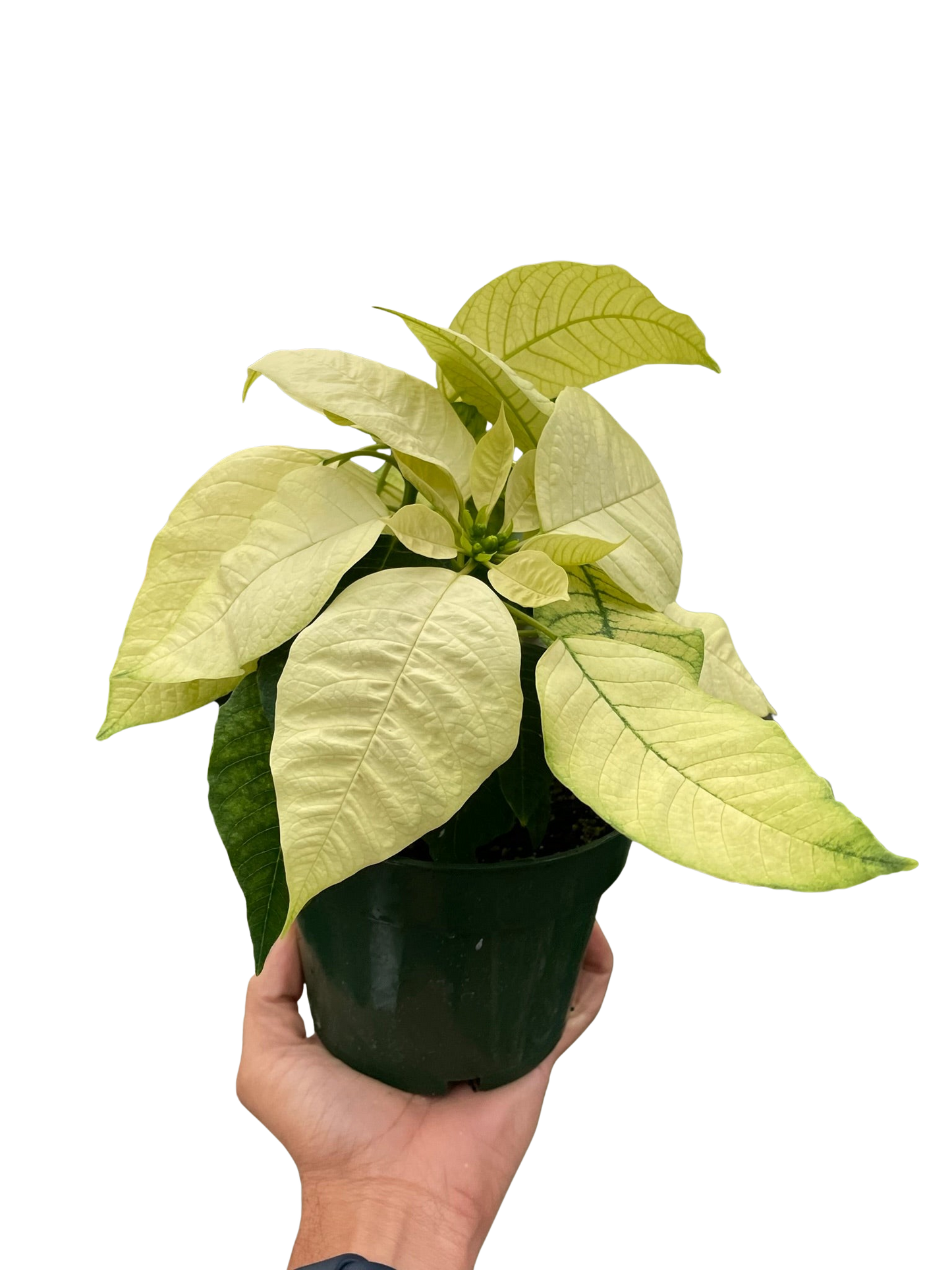 Poinsettia 'White' potted plant
