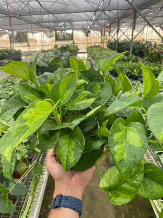 Pothos 'Global Green' potted plant