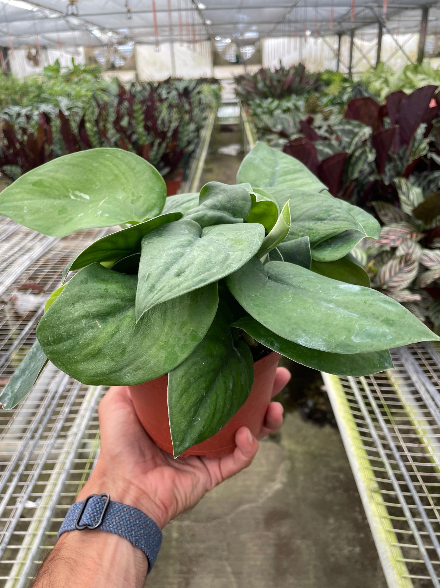 Pothos Jade Satin potted plant