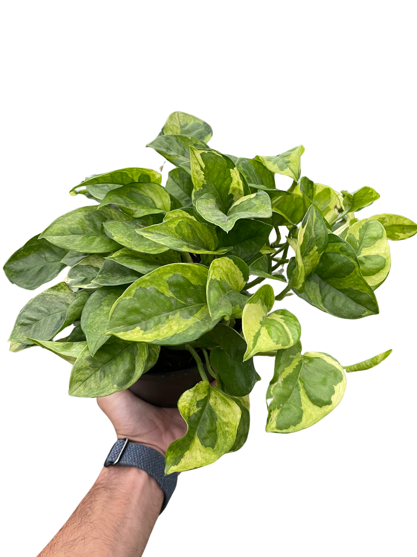Pothos 'Lemon Meringue' potted plant