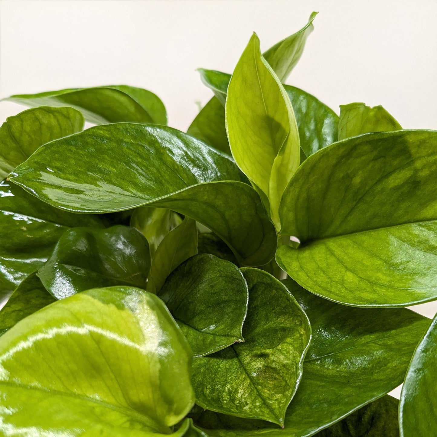 Pothos 'Lemon Top' potted plant