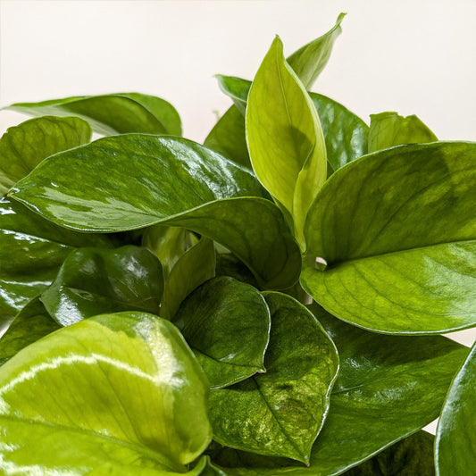 Pothos 'Lemon Top' potted plant