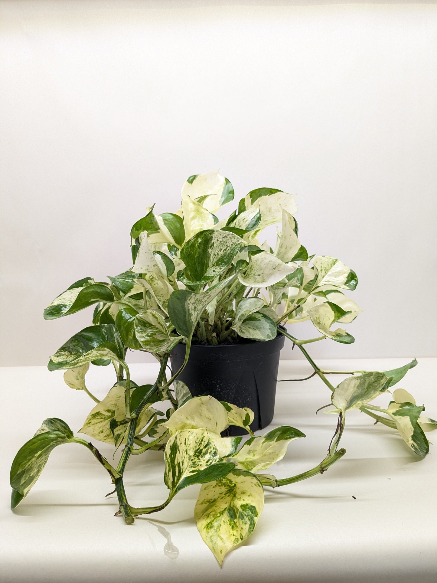 Pothos Manjula potted plant