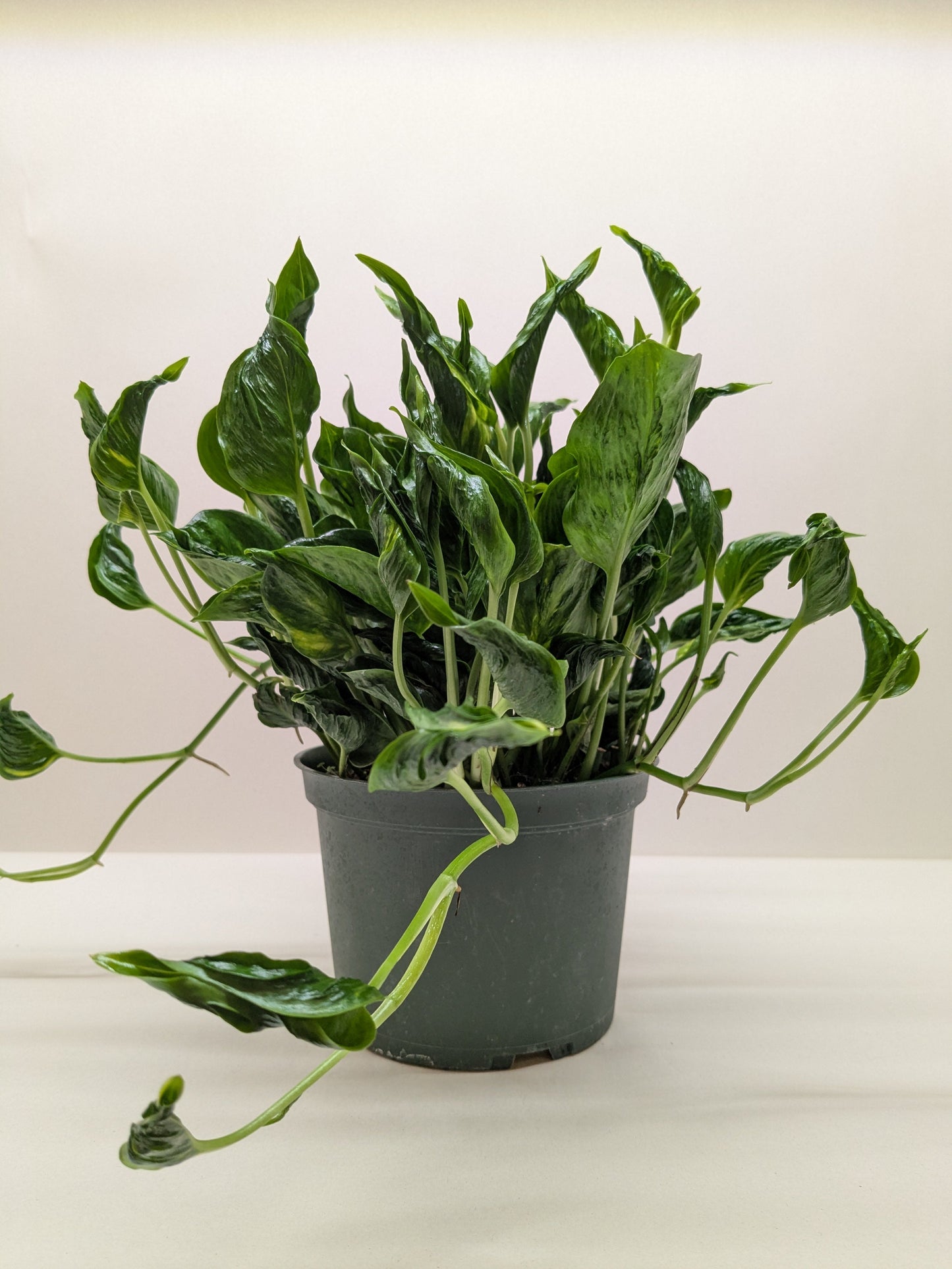 Pothos 'Shangri La' potted plant
