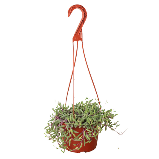 String of Rubies 6" potted plant