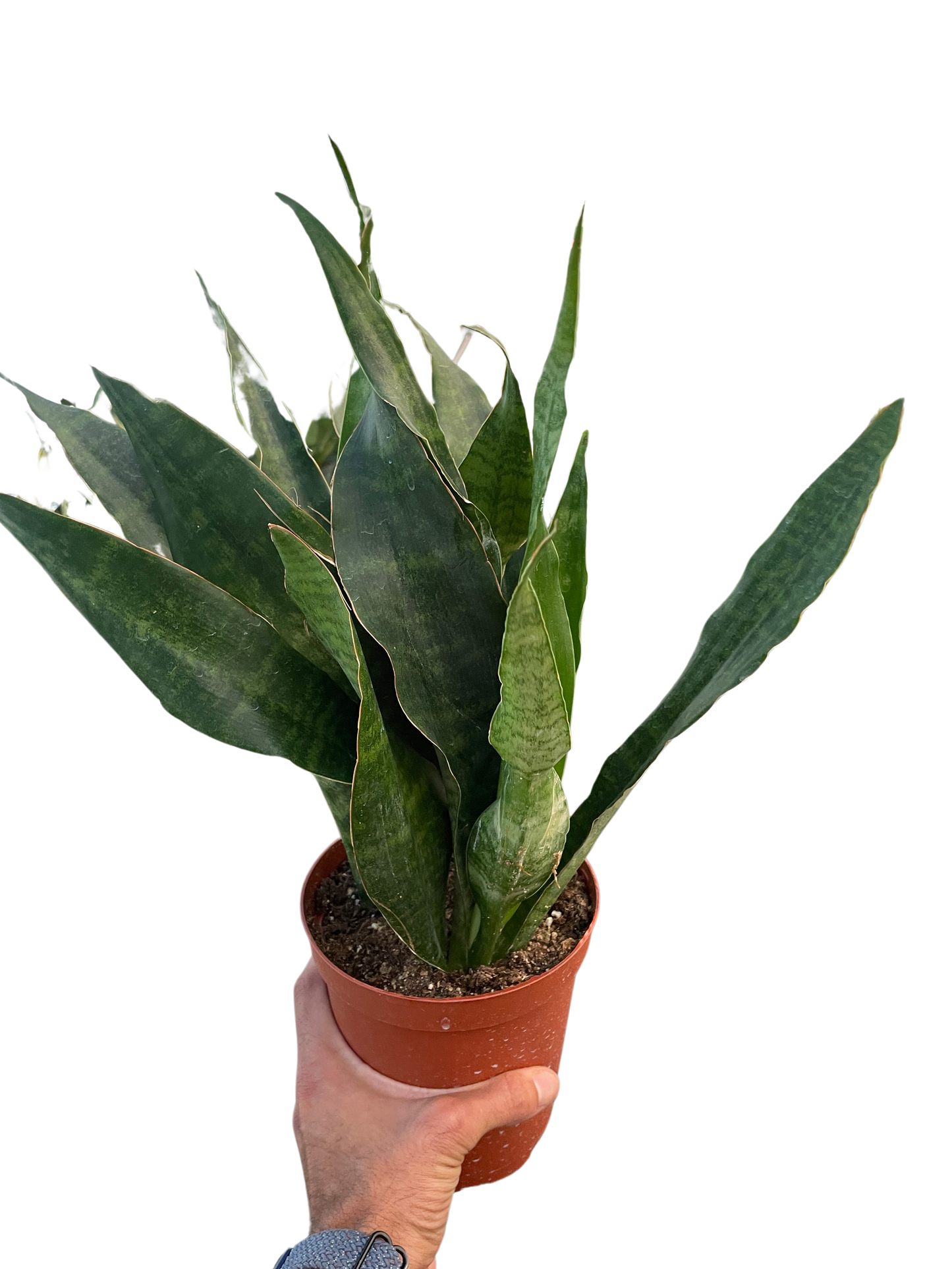 Snake Plant 'Jaboa' potted plant