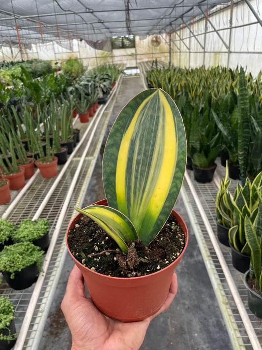 Variegated Shark Fin Snake Plant potted plant