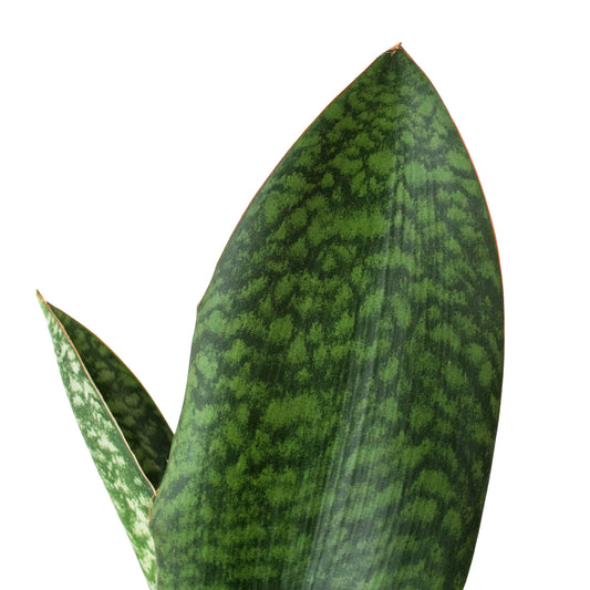 Shark Fin Snake Plant potted plant