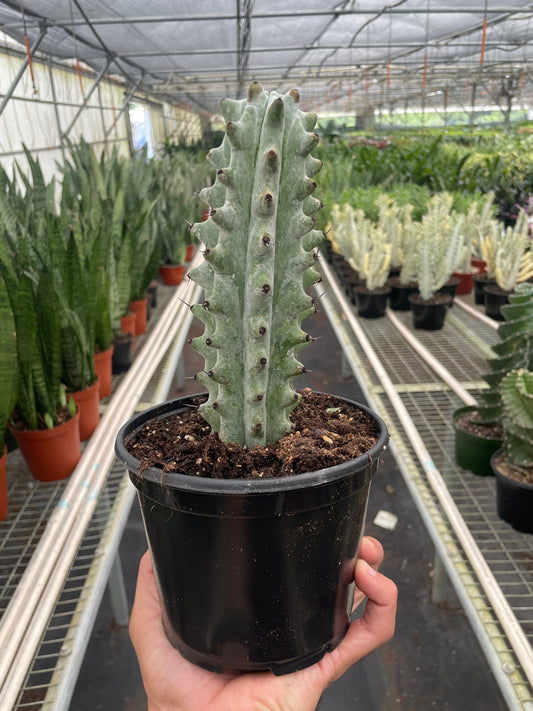 Succulent Cactus Ghost White Boobie potted plant