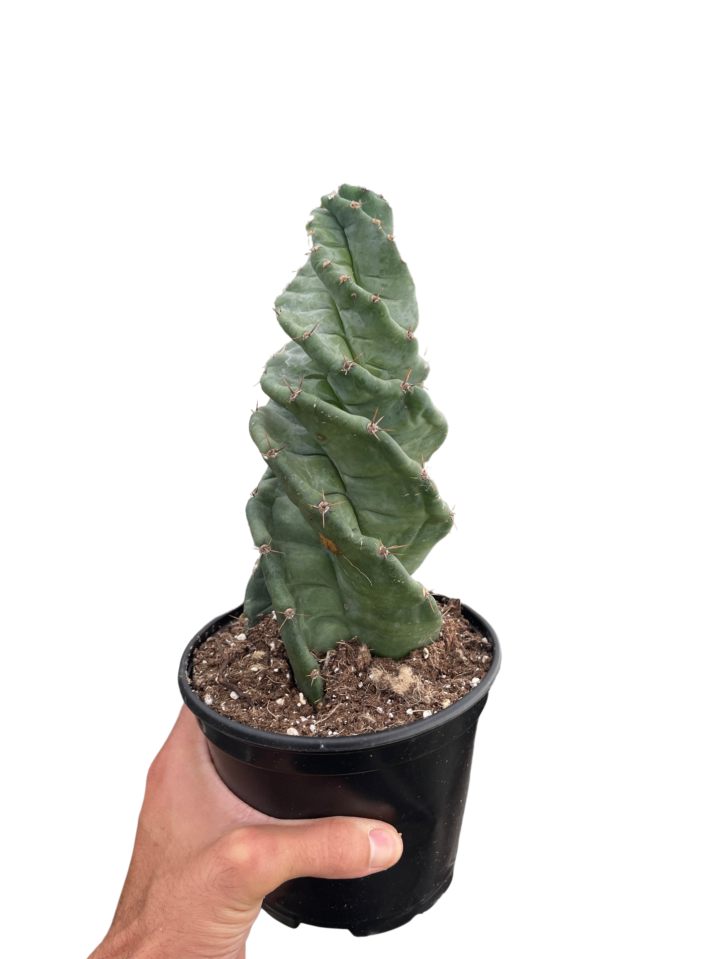 Cereus forbesii 'Spiralis' potted plant