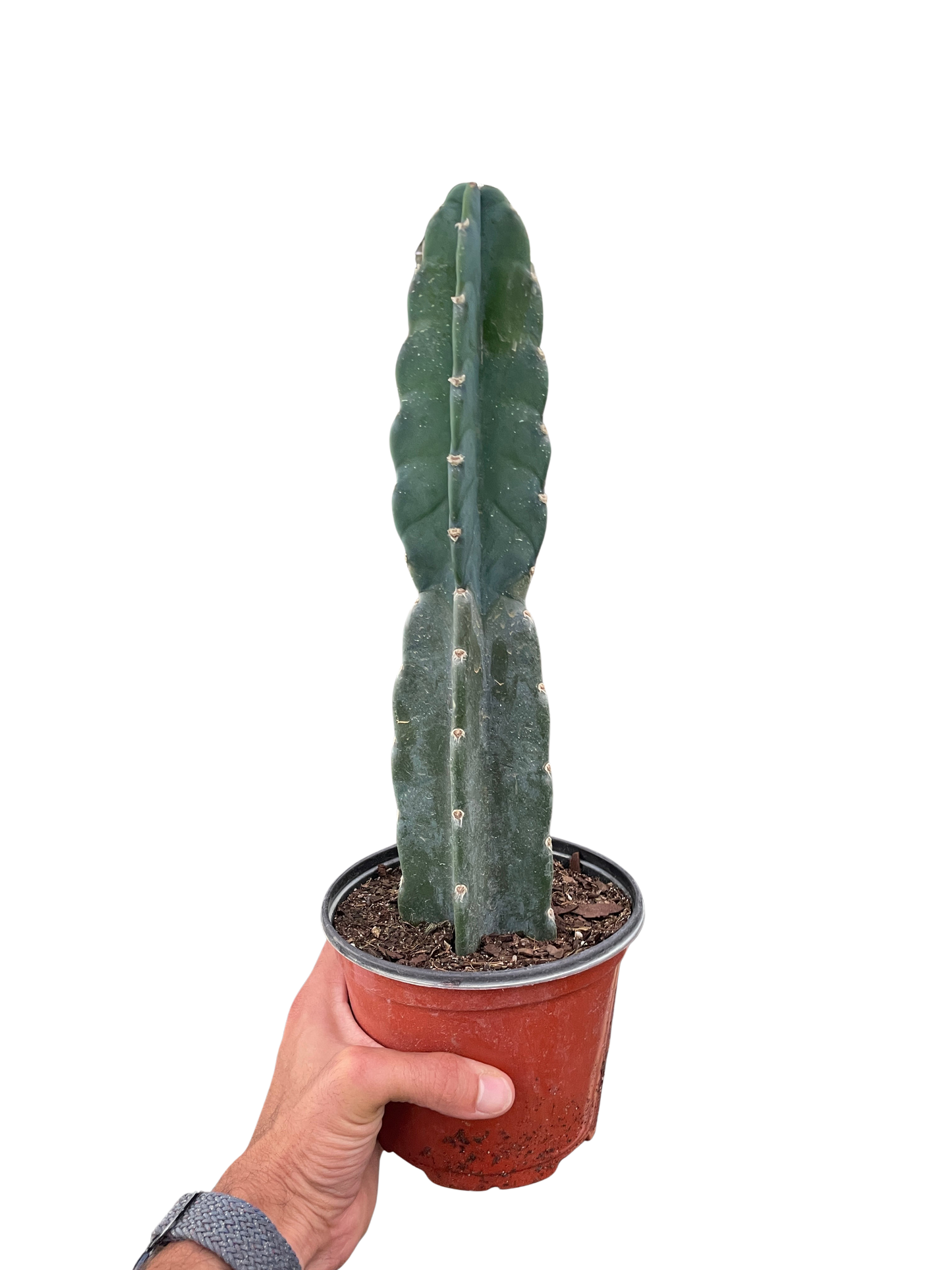 Succulent Cereus Cuddly Cactus potted plant