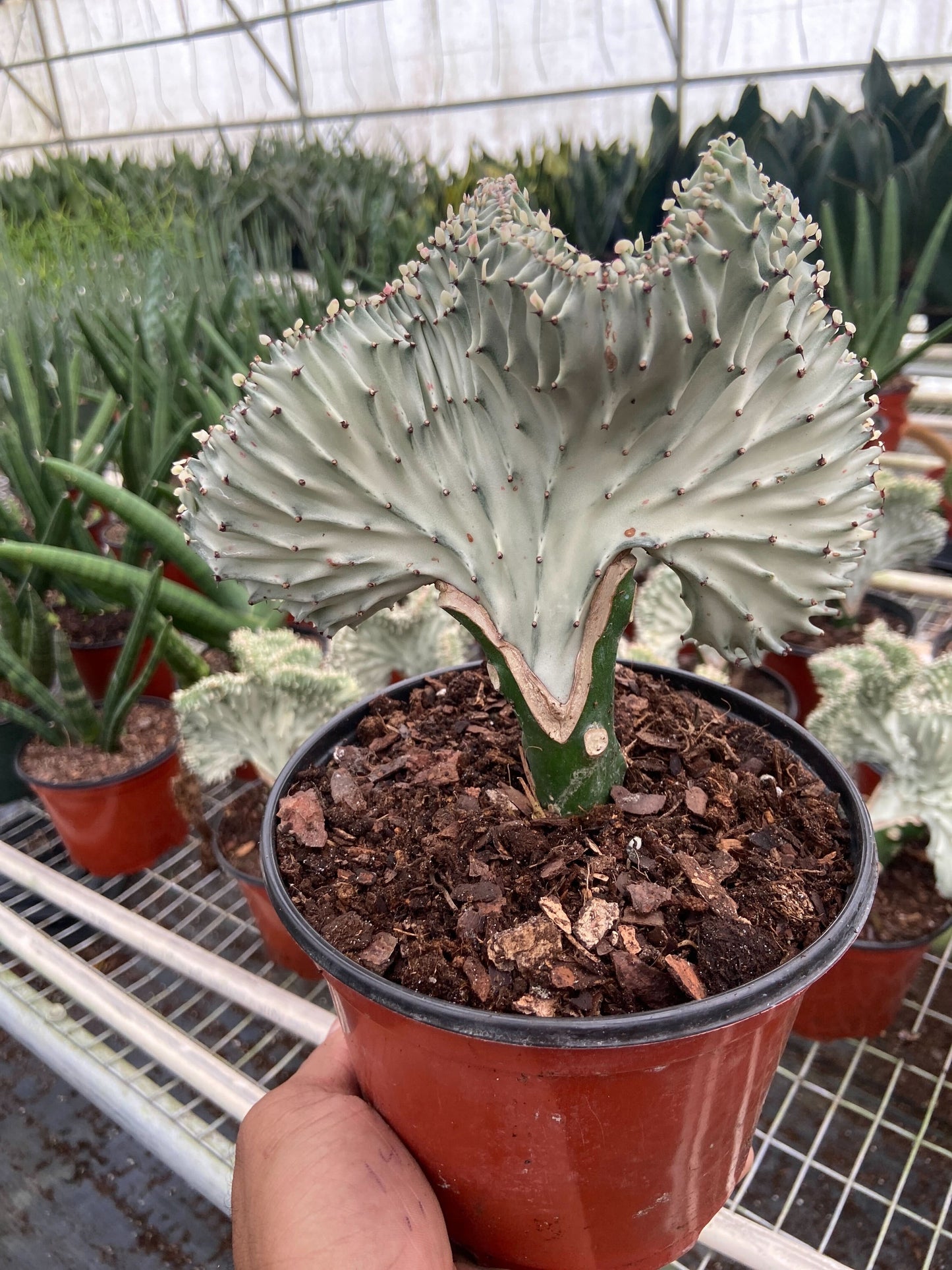 Succulent Euphorbia Lactea Ghost potted plant