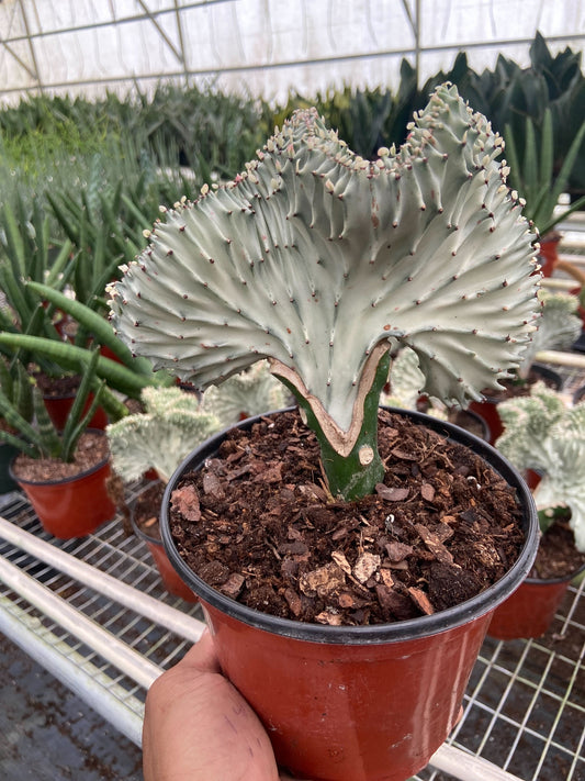 Succulent Euphorbia Lactea Ghost potted plant