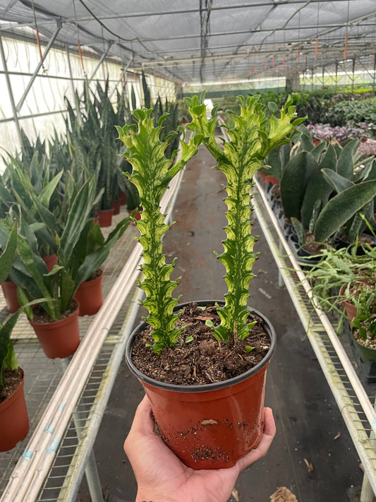 Euphorbia 'Mint Cream' potted plant