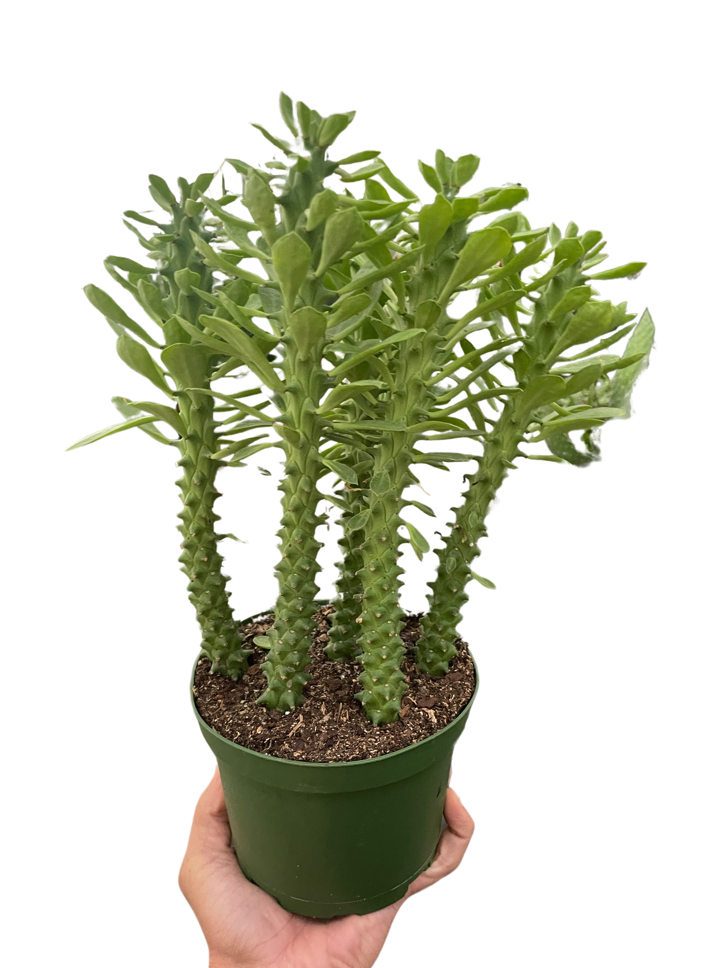 Euphorbia 'Sausage Spurge' potted plant