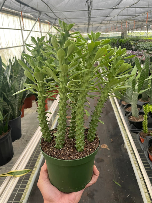 Euphorbia 'Sausage Spurge' potted plant