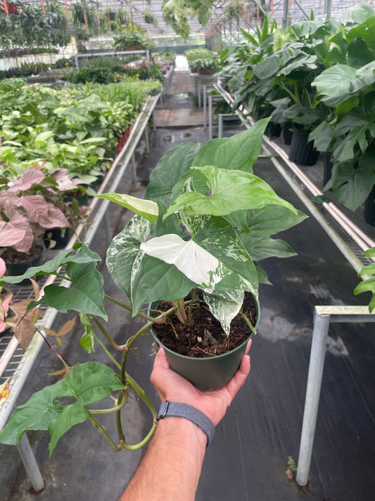 Syngonium 'Albo' potted plant