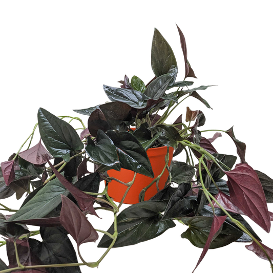 Syngonium 'Red Arrow' potted plant