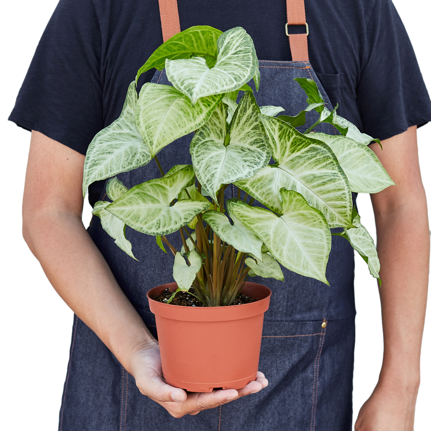 Syngonium White Butterfly 4" potted plant