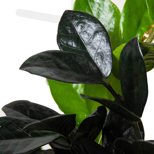 ZZ Zamioculcas 'Black Queen' potted plant