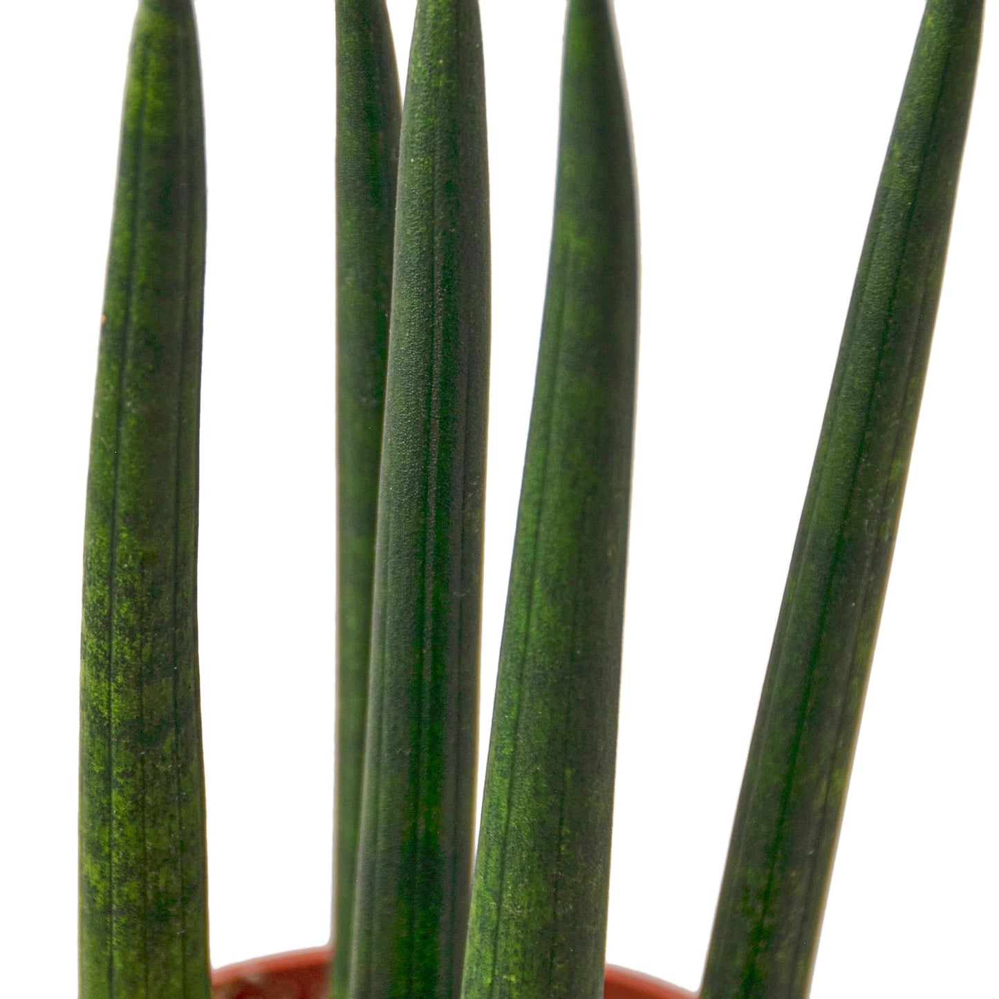 Snake Plant Cylindrica 6" potted plant