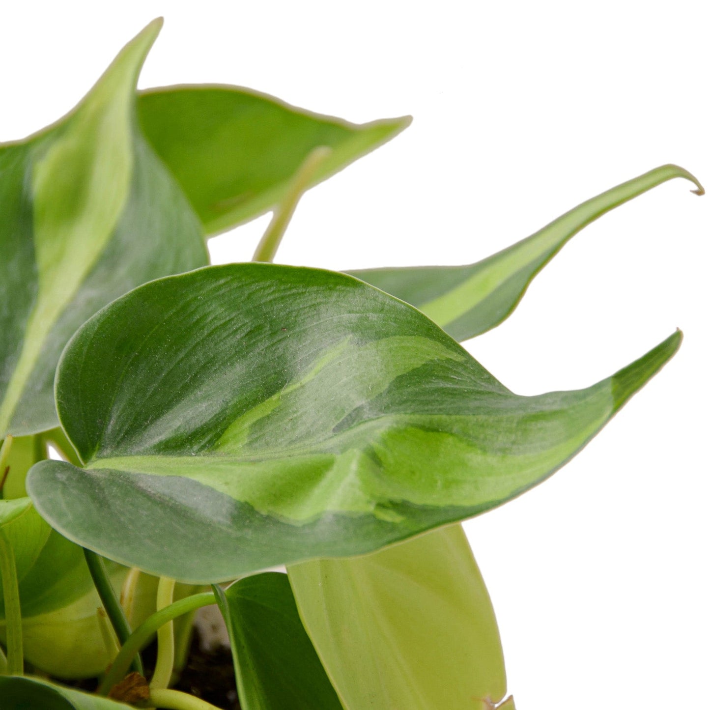 Philodendron 'Brasil' 6" potted plant