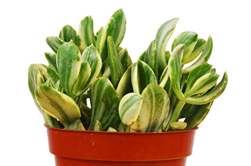 Crassula Ovata 'Variegated Jade' Succulent 4" potted plant