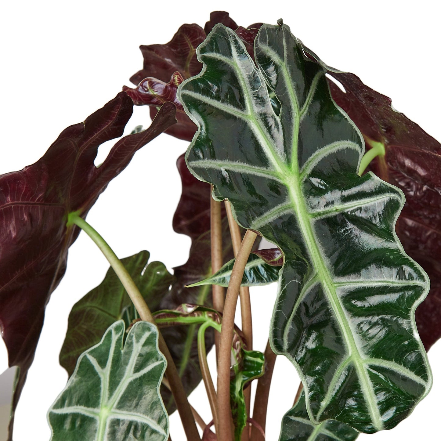 Alocasia Polly 'African Mask' 4" potted plant