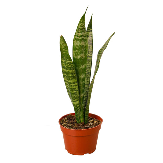 Snake Plant 'Zeylanica' 4" potted plant