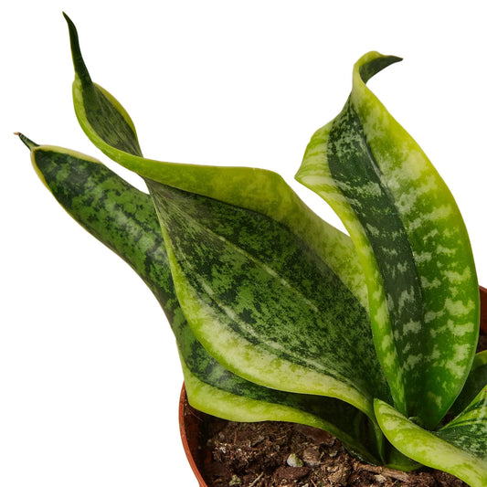 Snake Plant Twist potted plant