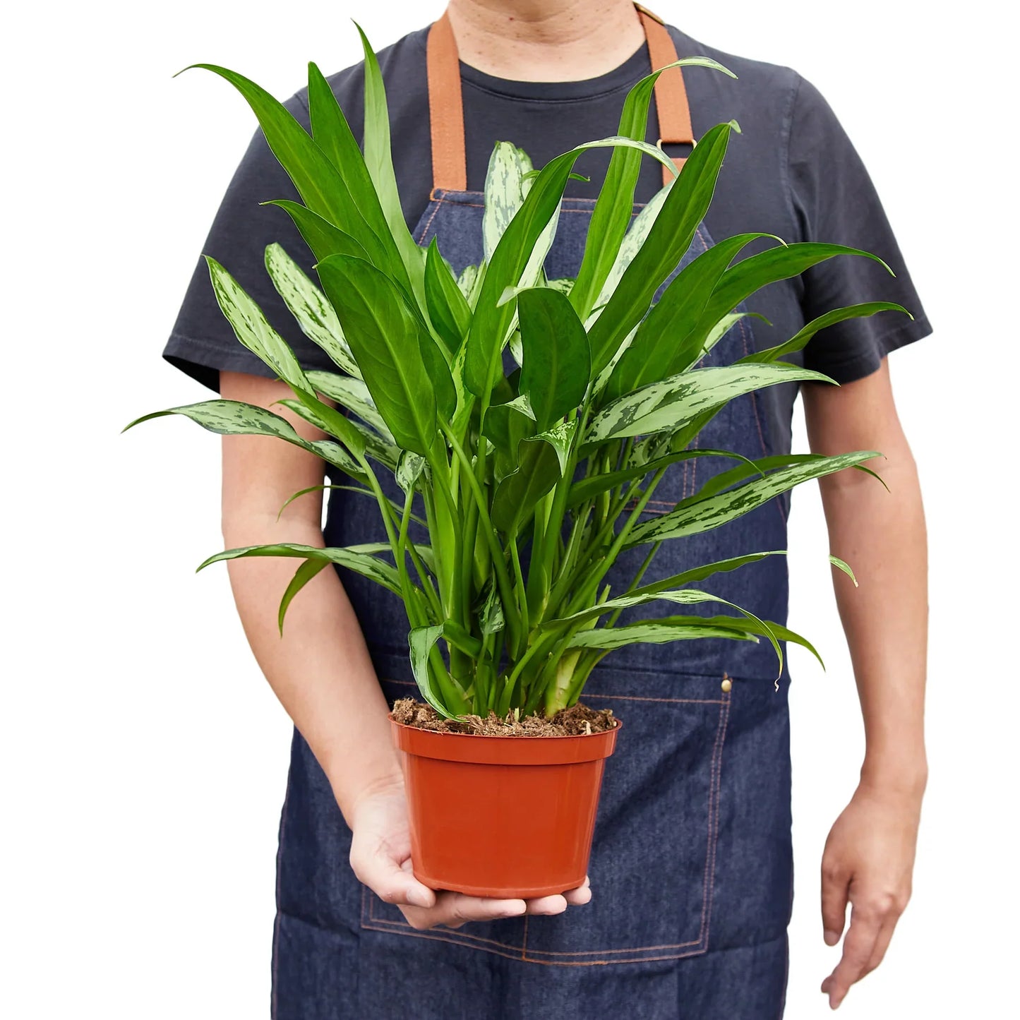 Chinese Evergreen 'Cutlass' potted plant