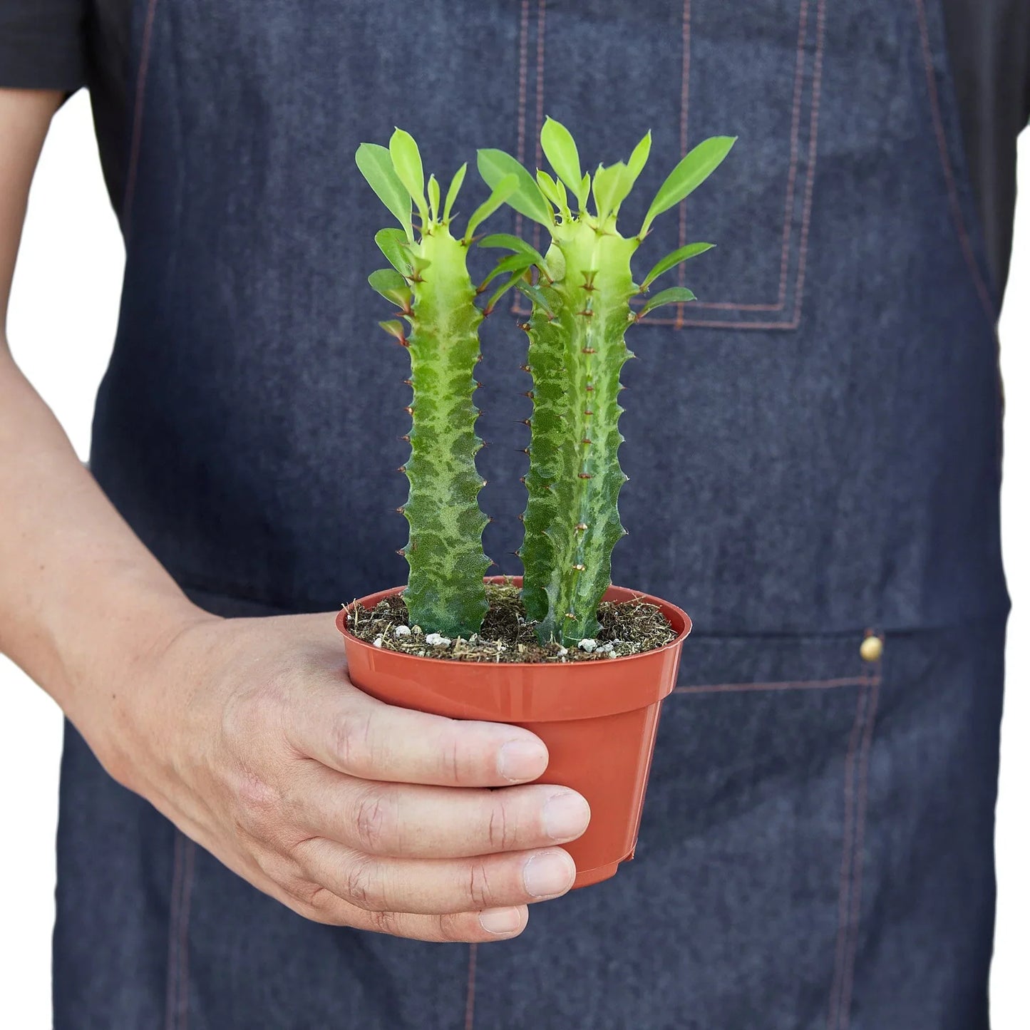Milkstripe Euphorbia potted plant