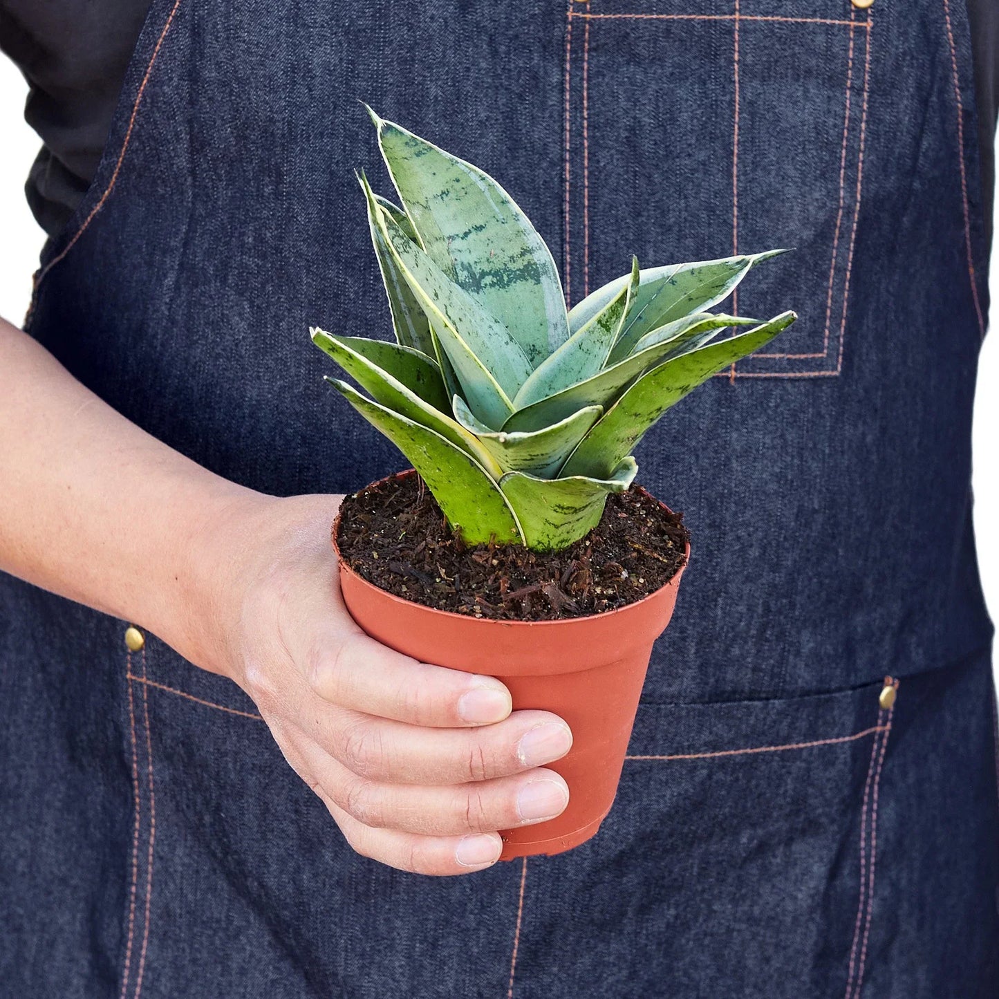Snake Plant Starlight potted plant