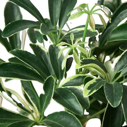 Schefflera Moonlight 'Umbrella Plant' potted plant