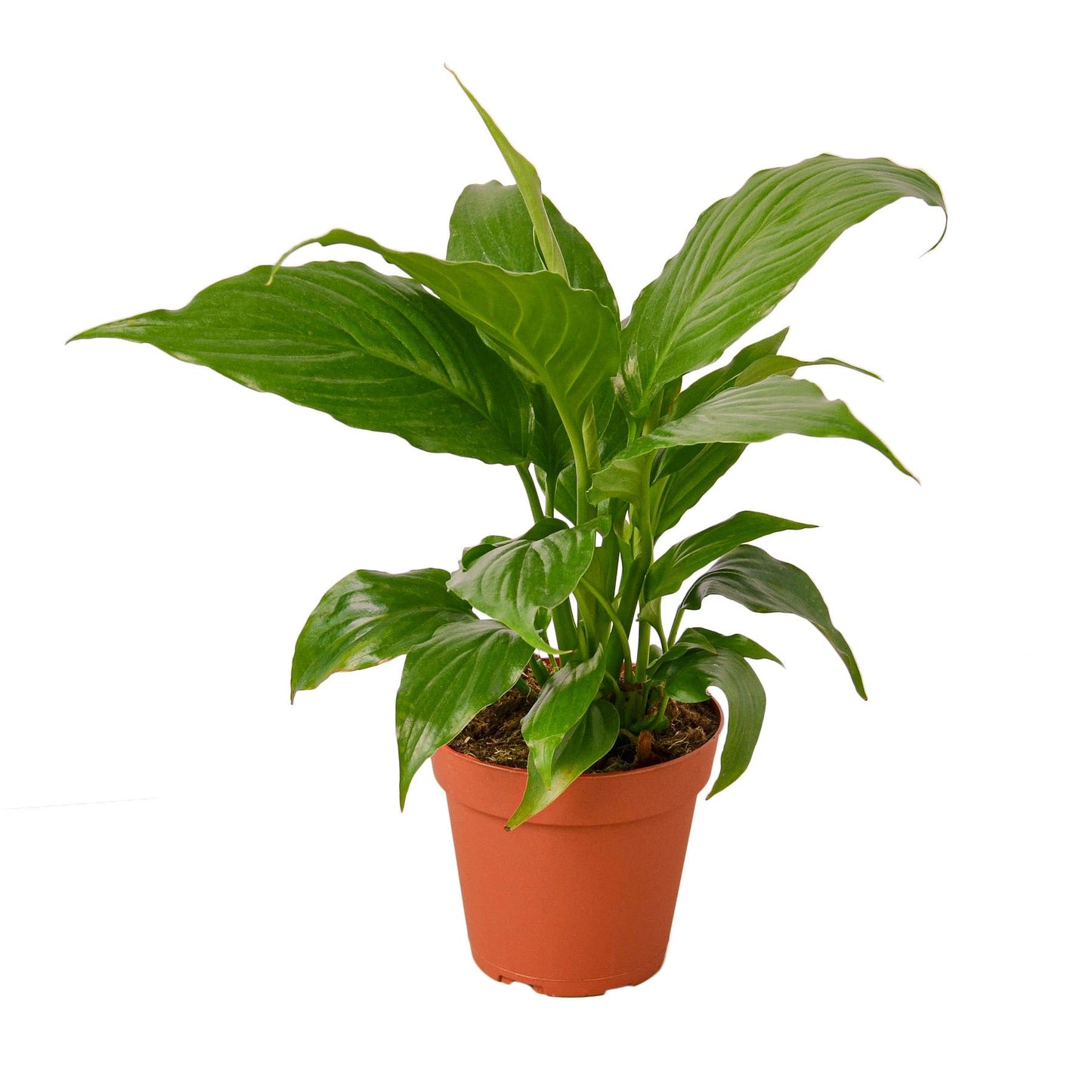 Spathiphyllum 'Peace Lily' 4" potted plant