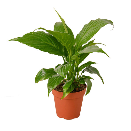 Spathiphyllum 'Peace Lily' 4" potted plant