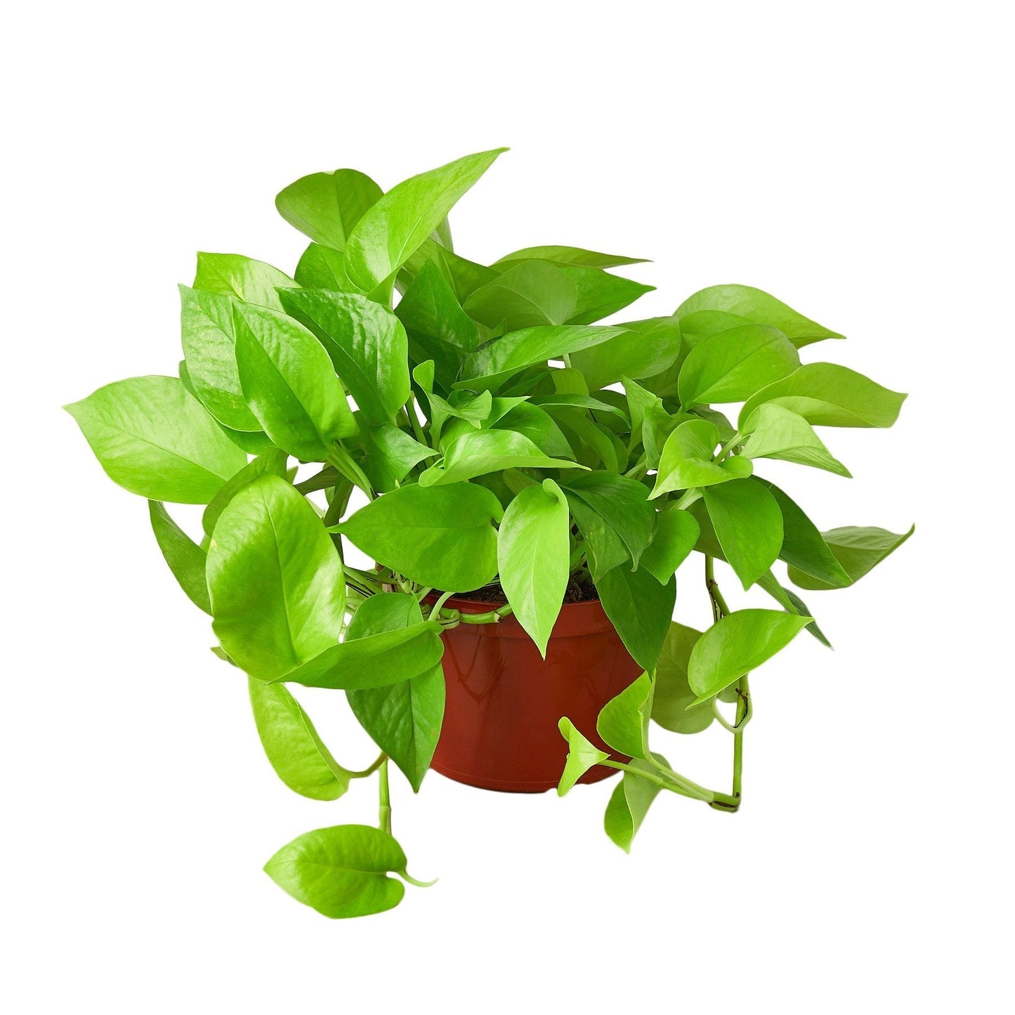 Pothos 'Neon' 6" potted plant