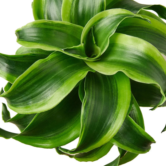 Dracaena 'Tornado' 4" potted plant
