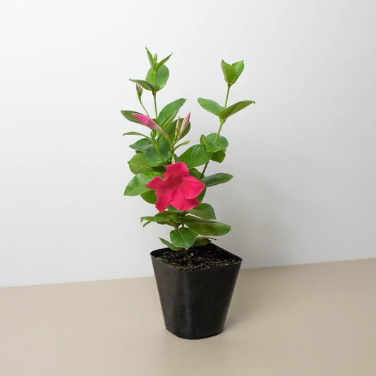 Dipladenia Premier Hot Pink potted plant