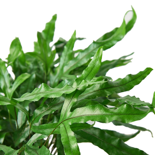 Fern 'Kangaroo Paw' 6" potted plant