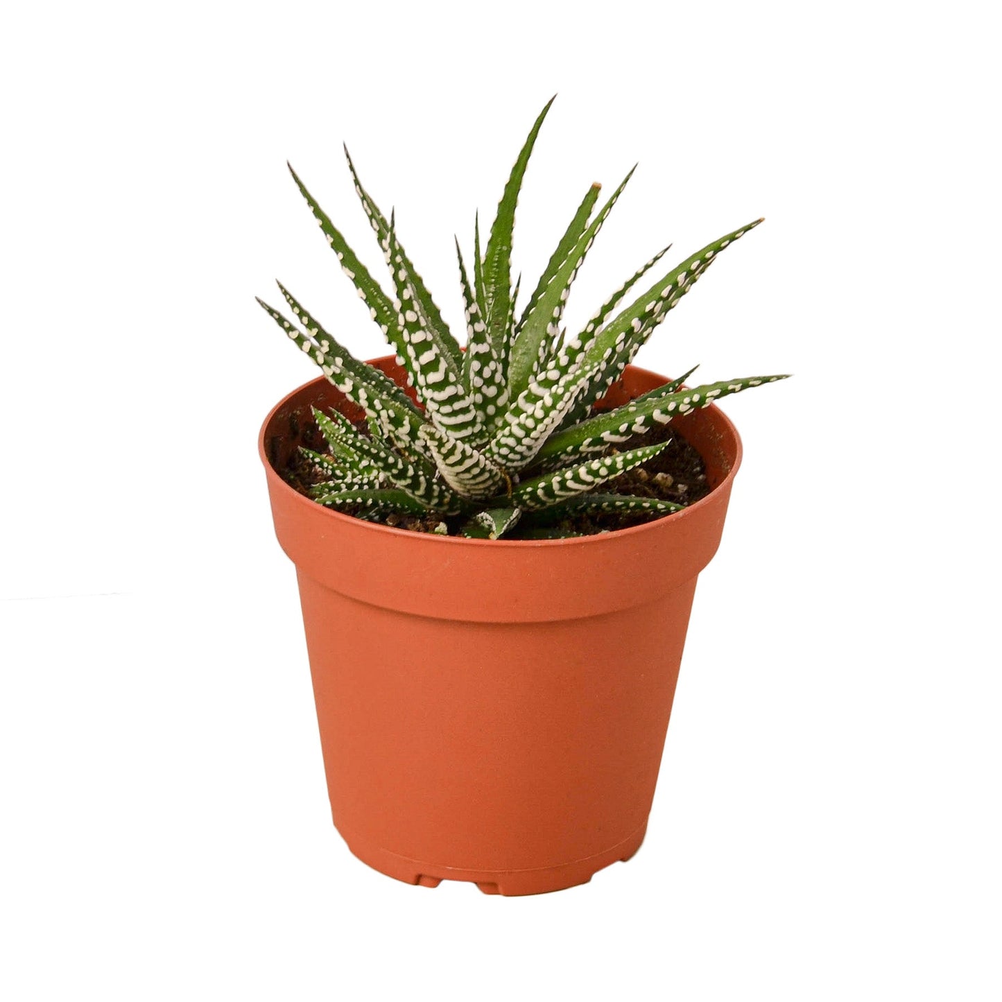 Zebra Succulent 4" potted plant