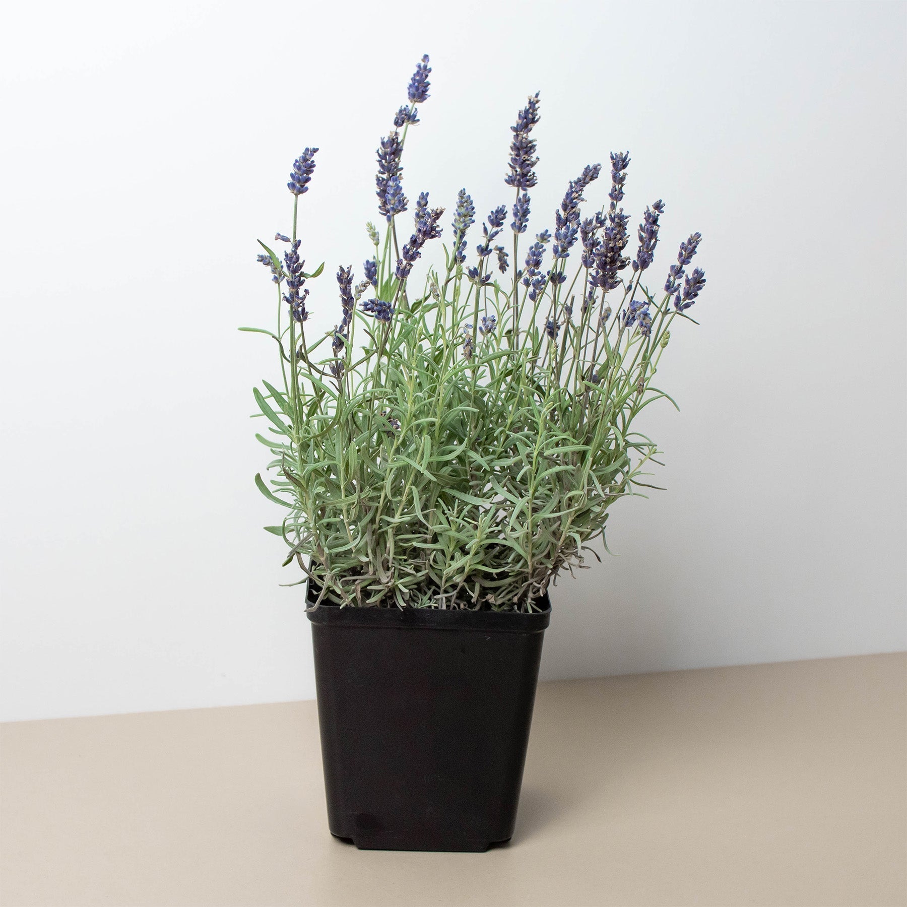 potted english lavender plant English Lavender