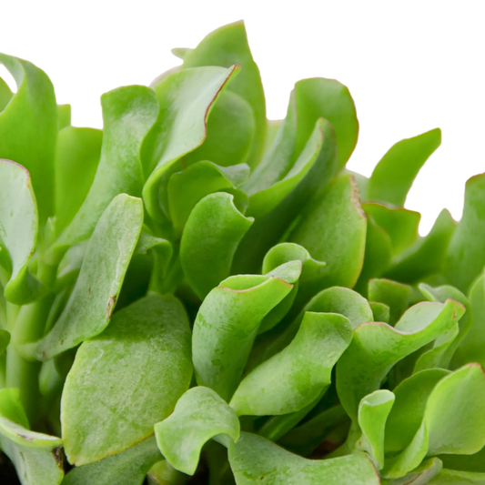 Ripple Jade Succulent potted plant