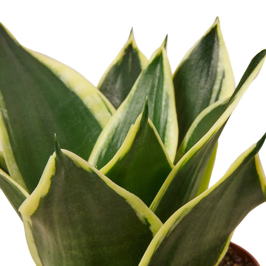 Snake Plant Black Gold potted plant
