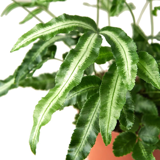 Pteris Cretica 'Albo Fern' potted plant
