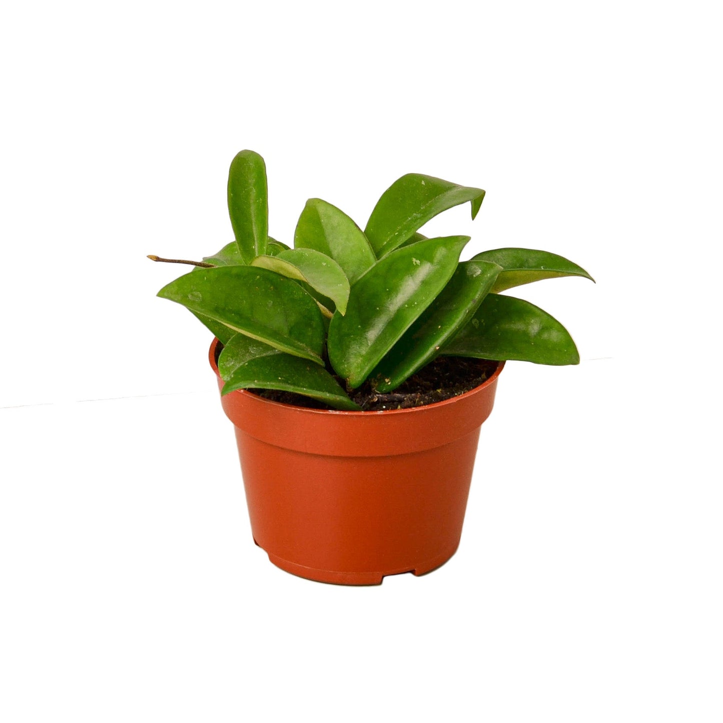 Hoya Carnosa 4" potted plant