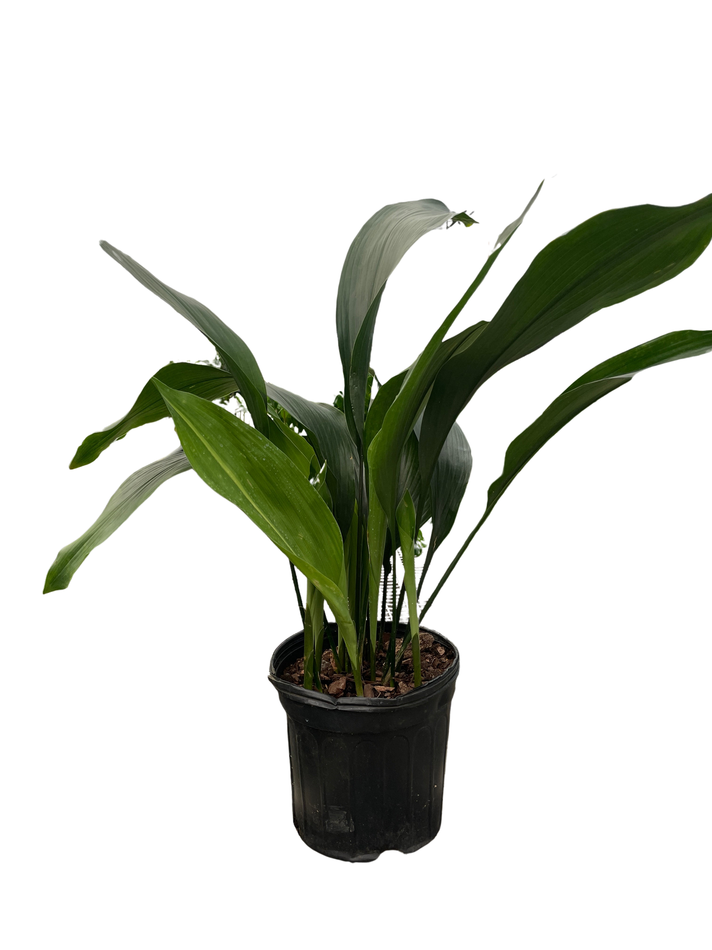 Aspidistra 'Cast Iron' potted plant