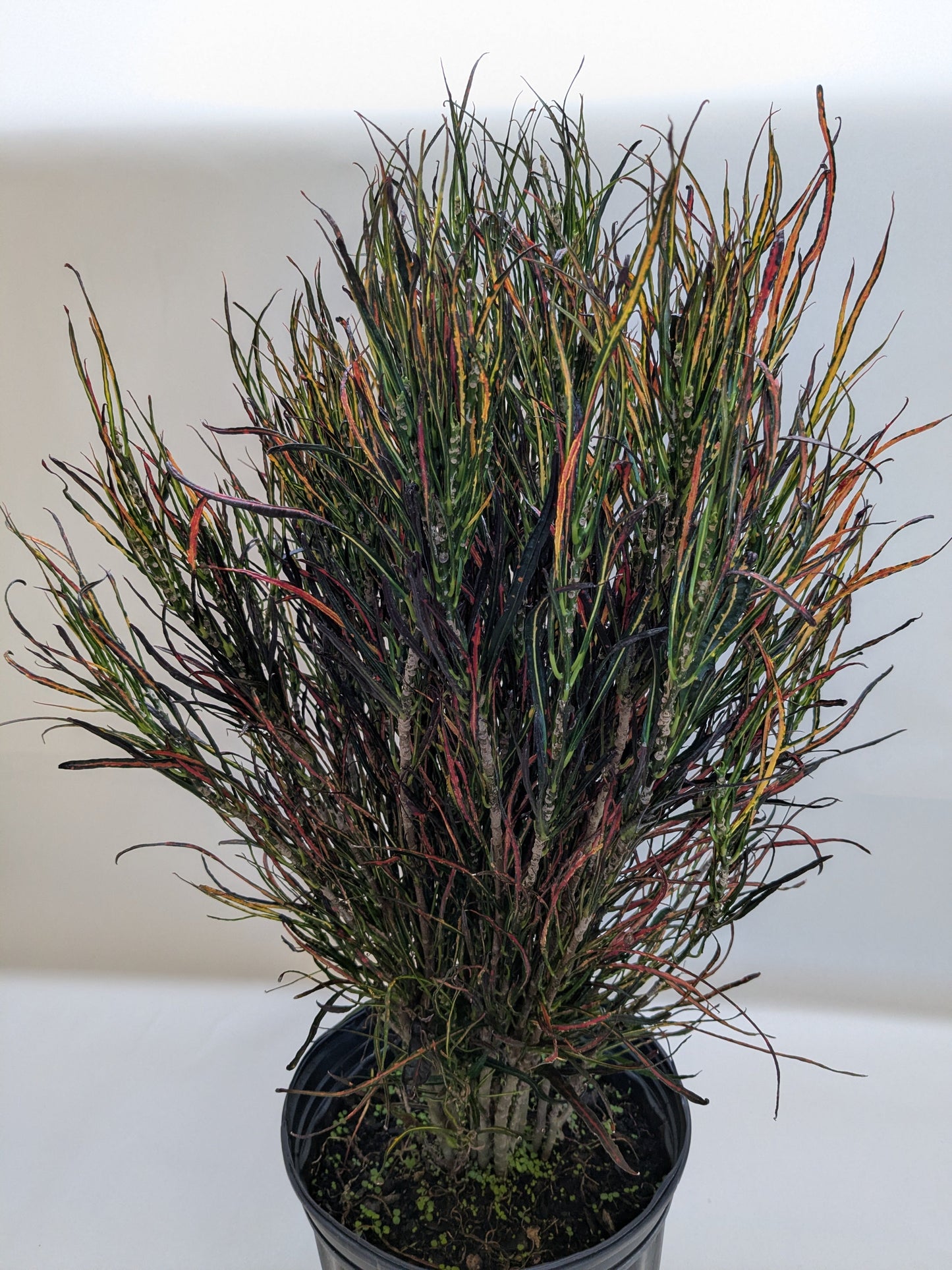 Croton 'Picasso' potted plant