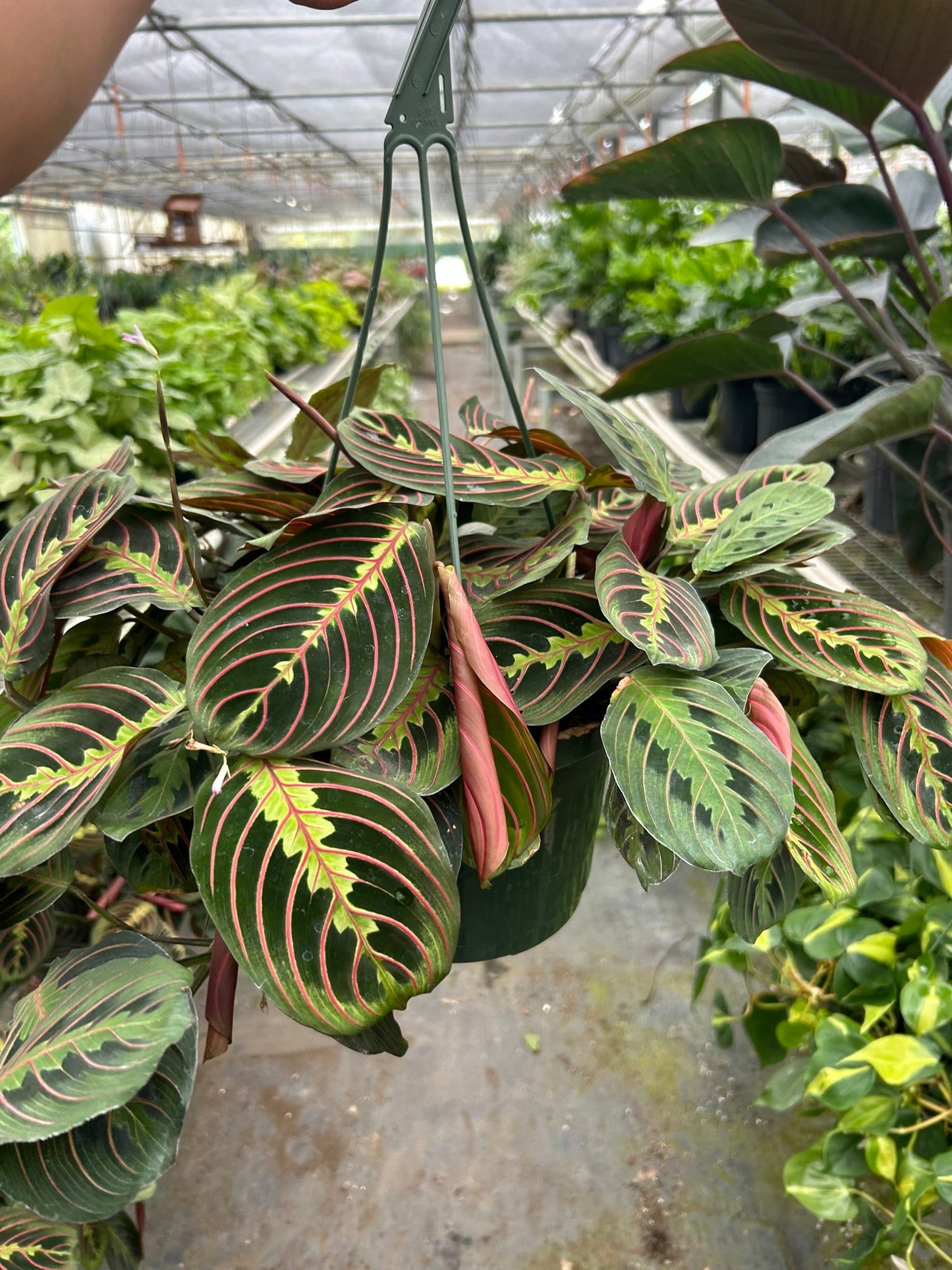 Maranta Red Prayer potted plant